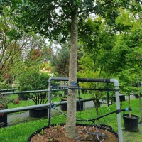 Ilex aquifolium 'J.C. van Tol' - stam