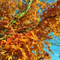 Acer palmatum