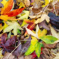 #880 Liquidambar styraciflua Amberbaum