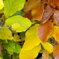 #732 Fagus sylvatica Grüne Buche