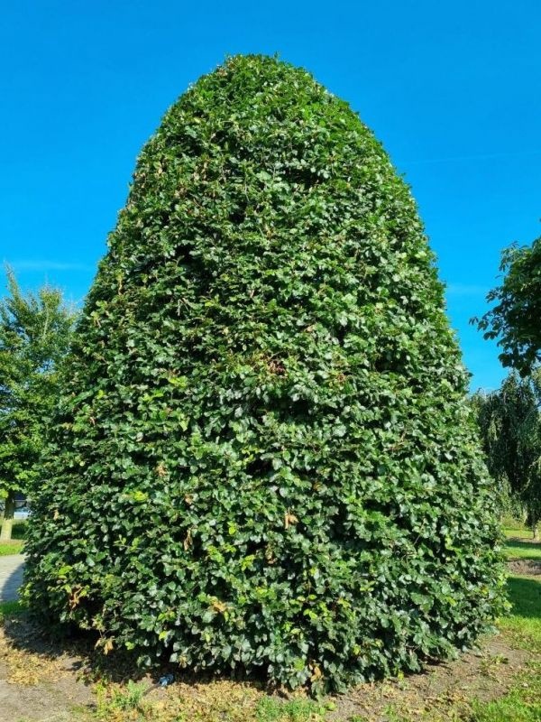 Fagus sylvatica, grote kegel