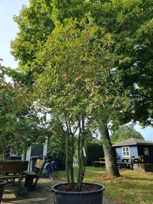 Glansmispel Red Robin (Photinia) Totale hoogte 300cm Leiboom