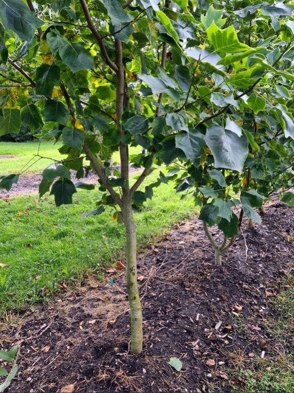Liriodendron tulipifera 'Aureomarginatum'