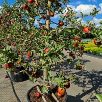 Malus domestica 'Rode Boskoop' - Afbeelding 1087
