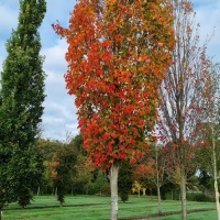 Acer rubrum 'Scanlon' - Afbeelding 5