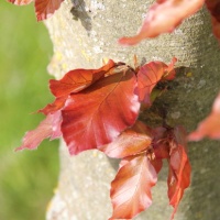 Fagus sylvatica 'Atropunicea'