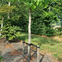 Liquidambar styr. Worplesdon - Foto 3