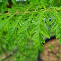 Rhus typhina 'Tiger Eyes' - fluweelboom blad