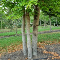 Fagus sylvatica - Foto 1