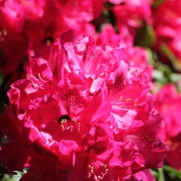 Rhododendron 'Nova Zembla' - Afbeelding bloei in mei