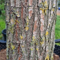 Salix babylonica 'Tortuosa' - Afbeelding 1
