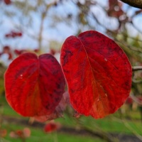 cornus florida 'Rainbow'