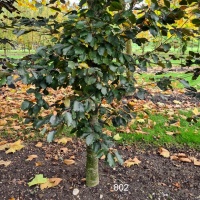 #802 Fagus sylvatica 'Riversii' Rotbuche mit tiefroten Blättern