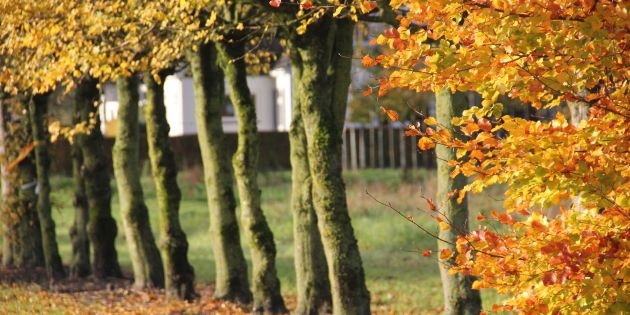 Grote volwassen bomen kopen