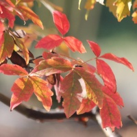 Acer griseum - papieresdoorn herfstblad