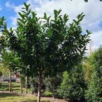 Prunus laur. 'Etna' - Afbeelding 1312 kroon