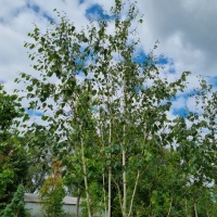 Betula utilis 'Doorenbos' - kroon