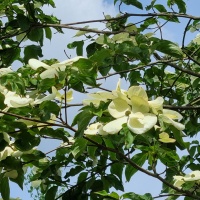 Cornus kousa - Foto 1