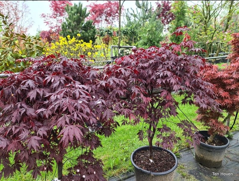 Japanse esdoorn (Acer palmatum