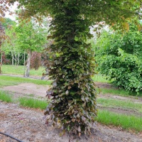 Fagus sylvatica 'Atropunicea' - dakvorm