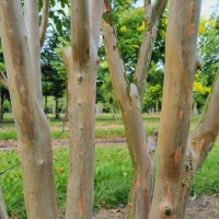 Lagerstroemia indica 'Violacea' - stammen