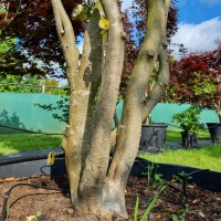Parrotia persica - meerstammig