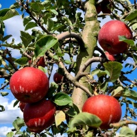 Malus domestica 'Rode Boskoop' - Afbeelding 1087