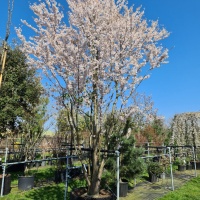 Prunus 'Pandora' - Foto 1