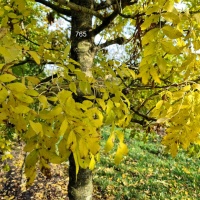 #765 Fraxinus Excelsior 'Jaspidea' Gold-Esche