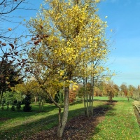 betula nigra