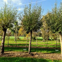 Salix Alba - Foto 1