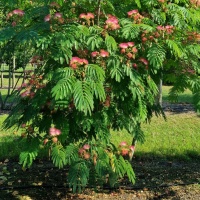 Albizia julibrissin 'Rosea' - Foto 3