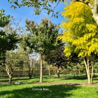 #101 Cornus mas Gelber Hartriegel