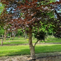Fagus sylvatica 'Atropunicea' - Foto 2