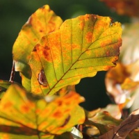 #618 Fagus sylvatica 'Atropunicea' Rotbuche