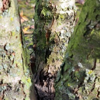 Mespilus Germanica