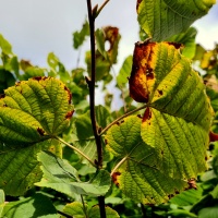 Tilia Platyphyllos - Afbeelding herfstverkleuring fase 1