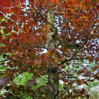 Fagus sylvatica 'Atropunicea' - Afbeelding 4