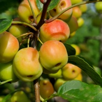 Malus 'Evereste' - Afbeelding Malus evereste