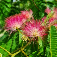 Albizia julibrissin 'Rosea' - Foto 3