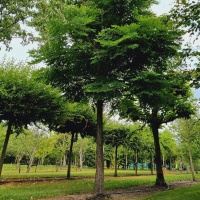 Gymnocladus dioica - boom