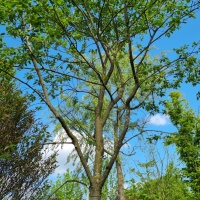 Amelanchier lamarckii - Foto 1