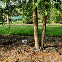 Tsuga canadensis - Afbeelding 1320 2 stam