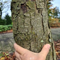 #811 Ostrya carpinifolia Hopfenbuche