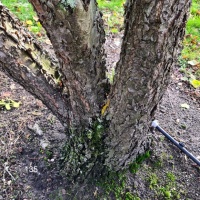 #135 Betula nigra Schwarze Birke
