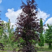 Fagus sylvatica 'Riversii' 1048