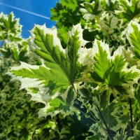 Acer platanoides 'Dummondii' - bonte esdoorn blad