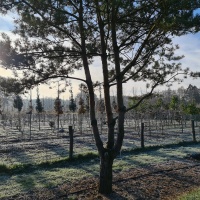 Pinus sylvestris - Afbeelding nr 266 december 2022