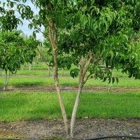 Heptacodium miconioides - Afbeelding 1
