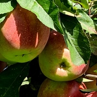 Malus domestica 'Gloster' - Afbeelding 1354